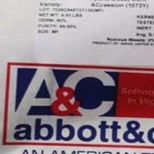 Abbott Cobb ACcention Hybrid Sweet Corn Seeds