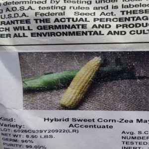 Abbott Cobb ACcentuate Hybrid Sweet Corn Seeds