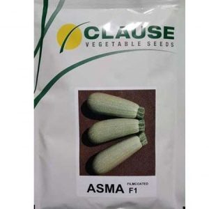 CLAUSE ASMA F1 Hybrid Squash Seeds