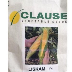 clause liskam f1 hybrid sweet corn seeds