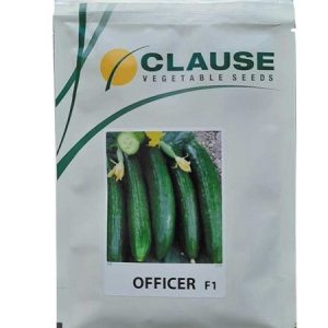 CLAUSE OFFICER F1 Hybrid Cucumber Seeds