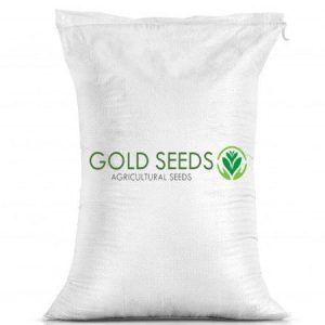 Red Onion Seeds