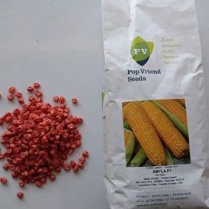 pop vriend seeds AMYLA F1 Hybrid Sweet Corn Seeds